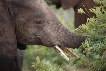 Afrikanischer Elefant / African elephant / Loxodonta africana