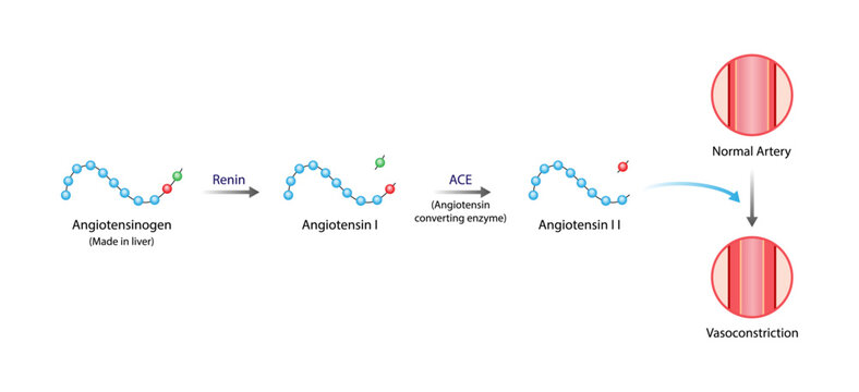 Angiotensin. Renin-Angiotensin-Aldosterone System, blood pressure regulation. Vasoconstriction. Angiotensin-converting enzyme. ACE inhibitors. Vector illustration.
