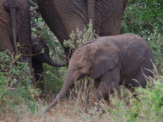 Afrikanischer Elefant / African elephant / Loxodonta africana