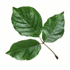 Obraz premium A photo of Hickory leaf on the branch , super realistic , single object on center , Di-Cut PNG style , isolated on white background