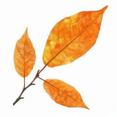 A photo of Orange leaf on the branch , super realistic , single object on center , Di-Cut PNG style , isolated on white background