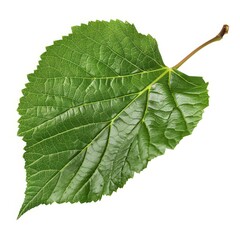 A photo of Mulberry leaf on the branch , super realistic , single object on center , Di-Cut PNG style , isolated on white background