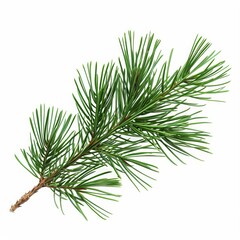 A photo of Pine leaf on the branch , super realistic , single object on center , Di-Cut PNG style , isolated on white background
