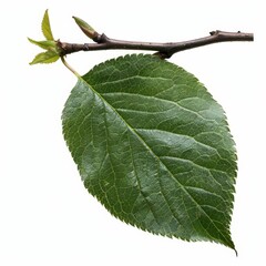 Fototapeta premium A photo of Plum leaf on the branch , super realistic , single object on center , Di-Cut PNG style , isolated on white background