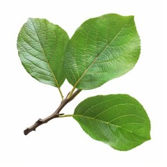 Fototapeta premium A photo of Quince leaf on the branch , super realistic , single object on center , Di-Cut PNG style , isolated on white background