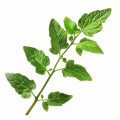 Naklejka premium A photo of Tomato leaf on the branch , super realistic , single object on center , Di-Cut PNG style , isolated on white background