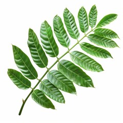 Obraz premium A photo of Tamarind leaf on the branch , super realistic , single object on center , Di-Cut PNG style , isolated on white background