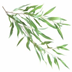 Naklejka premium A photo of Willow leaf on the branch , super realistic , single object on center , Di-Cut PNG style , isolated on white background