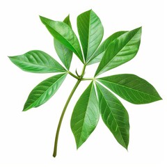 Fototapeta premium A photo of Cassava leaf on the branch , super realistic , single object on center , Di-Cut PNG style , isolated on white background