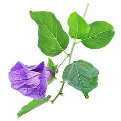 A photo of Butterfly pea leaf on the branch , super realistic , single object on center , Di-Cut PNG style , isolated on white background
