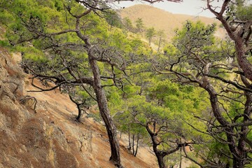 tree in the mountains