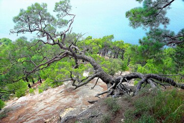tree in the middle of nowhere