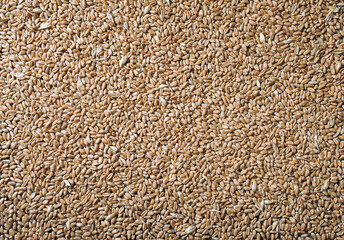 Wheat grains close-up. Natural background. Texture of seeds, top view. Natural product and agriculture concept.