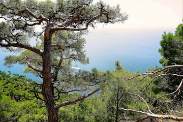 tree in the mountains