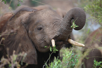 Afrikanischer Elefant / African elephant / Loxodonta africana