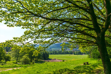 Lush green field with a tree, mountains in the background