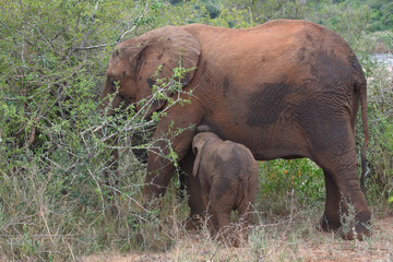 Afrikanischer Elefant / African elephant / Loxodonta africana