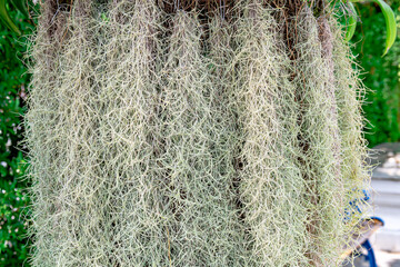 Spanish moss background texture or Pattern of Tillandsia Usneoides
