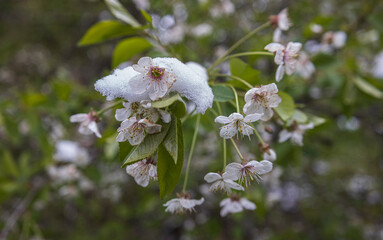 Snow-covered cherry blossoms in bloom a close-up shot capturing the unusual sight of cherry...
