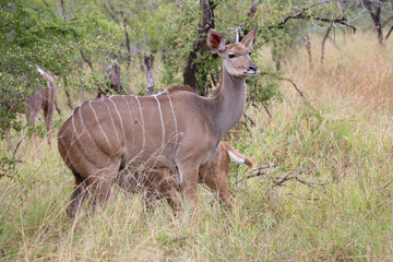 Großer Kudu / Greater kudu / Tragelaphus strepsiceros