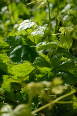 bright green leaves and vines in a garden