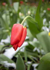 A vibrant scene showcasing various colored tulips breaking through a layer of white snow,...
