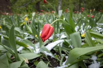 A vibrant scene showcasing various colored tulips breaking through a layer of white snow, indicating the arrival of spring against a backdrop of greenery
