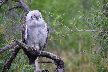 Milchuhu / Verreaux's eagle-owl  / Bubo lacteus or Ketupa lactea