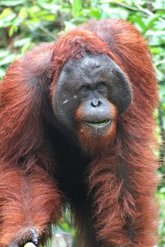 orangutan furioso quiere comer