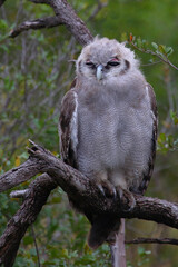 Milchuhu / Verreaux's eagle-owl  / Bubo lacteus or Ketupa lactea