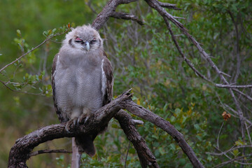 Milchuhu / Verreaux's eagle-owl  / Bubo lacteus or Ketupa lactea