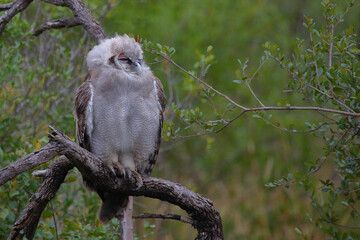 Milchuhu / Verreaux's eagle-owl  / Bubo lacteus or Ketupa lactea
