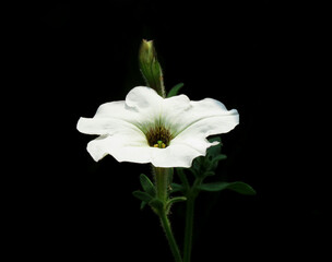White Petunia axillaris flower isolated on black, Petunia axillaris, the large white petunia, wild...