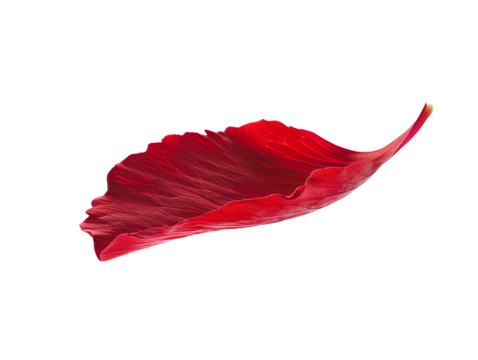 A red flower petal floating cut out transparent isolated on white background PNG file artwork graphic design.