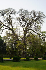 green bushy trees in the park, white sky and grass