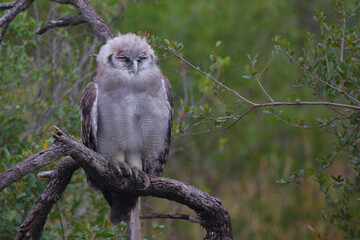 Milchuhu / Verreaux's eagle-owl  / Bubo lacteus or Ketupa lactea