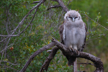 Milchuhu / Verreaux's eagle-owl  / Bubo lacteus or Ketupa lactea