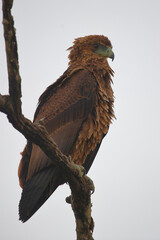 Einfarb-Schlangenadler / Brown snake eagle / Circaetus cinereus