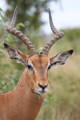 Schwarzfersenantilope / Impala / Aepyceros melampus