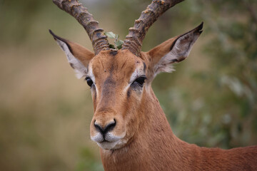 Schwarzfersenantilope / Impala / Aepyceros melampus