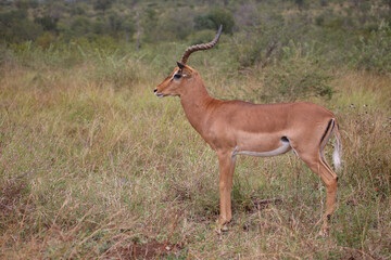 Schwarzfersenantilope / Impala / Aepyceros melampus