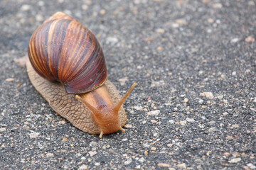 Achatschnecke / Achatina snail / Lissachatina immaculata