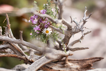 real dry beauty tree branch on rock with wild flowers, natural background