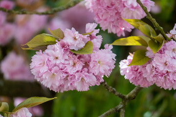Japanische Nelkenkirsche mit zarten weiß rosa Blüten im Frühjahr