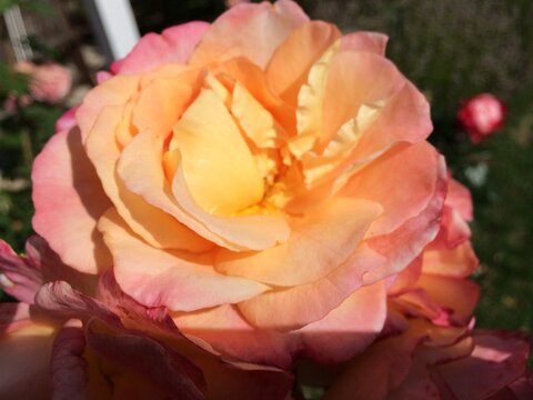 Rosenbl&uuml;te Aprikot