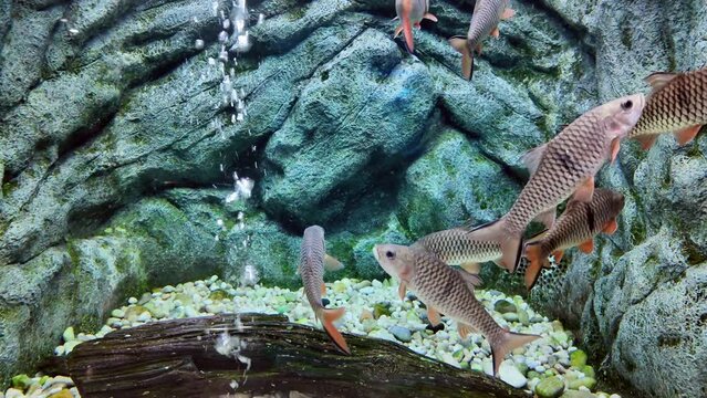 hampala macrolepidota or traverse bar barb is swimming in aquarium. fresh water fish in Thailand 