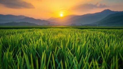Obraz premium Green rice field, yellow sun