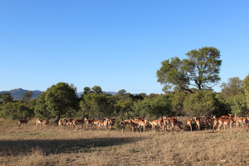 Schwarzfersenantilope / Impala / Aepyceros melampus