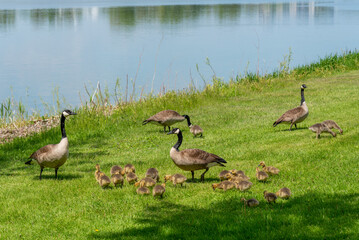Canada Geese And Goslings On The Fox River Shoreline Near De Pere, Wisconsin, In Spring