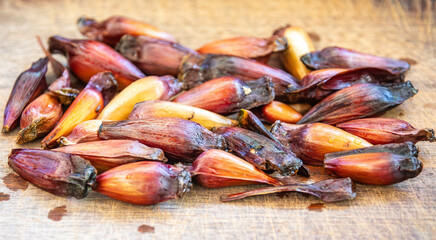 Borer larva (Cydia araucariae) of the pine nut fruit of Araucaria angustifolia